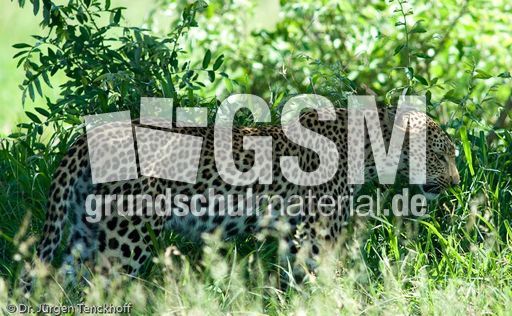 leopard (33 von 60).jpg